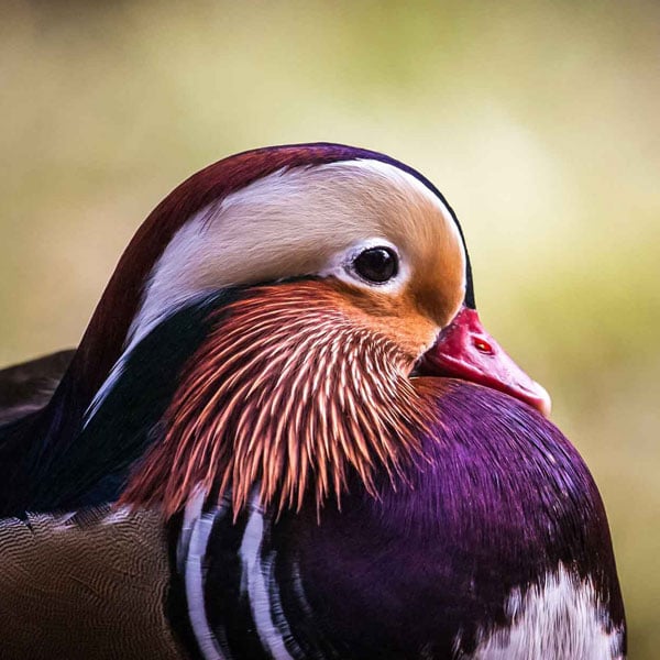 Save our wild ducks