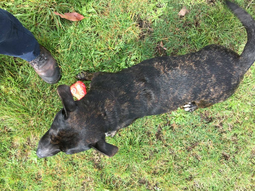 Two persons from Newnham guilty of animal cruelty offences
