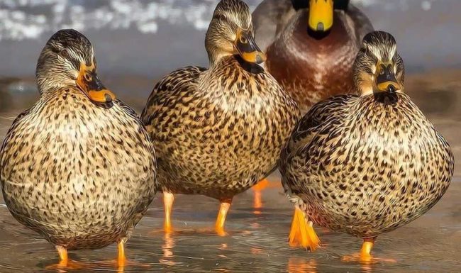 Save Our Wild Ducks / Duck Shooting
