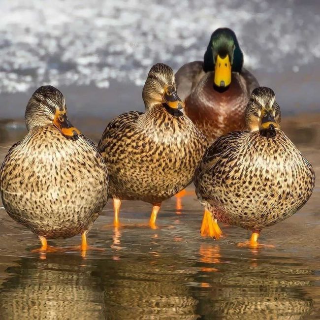 Save Our Wild Ducks / Duck Shooting