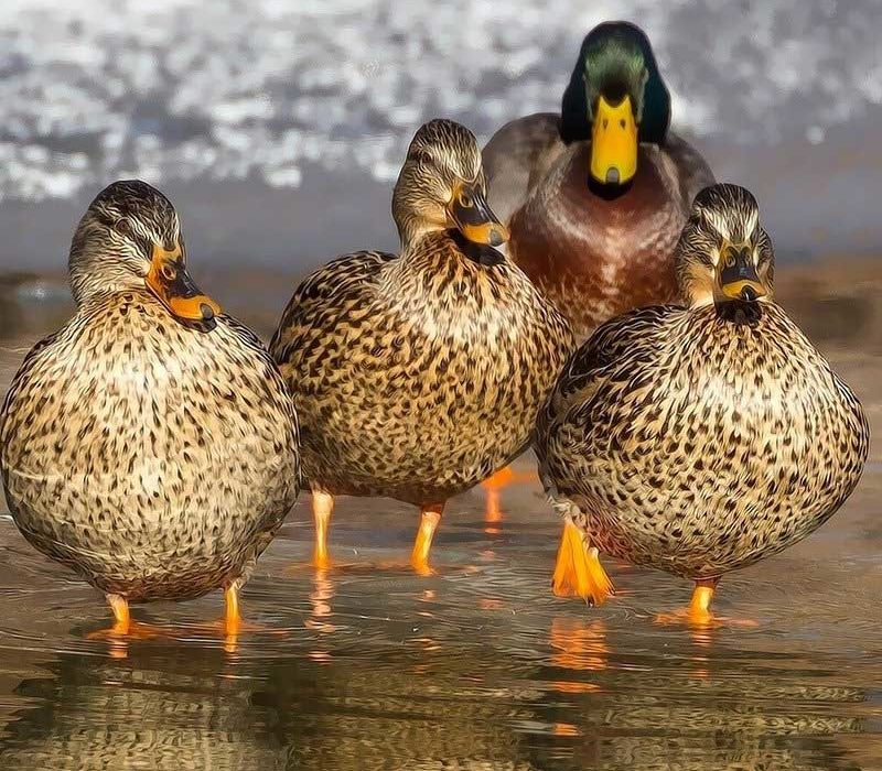 Save Our Wild Ducks / Duck Shooting