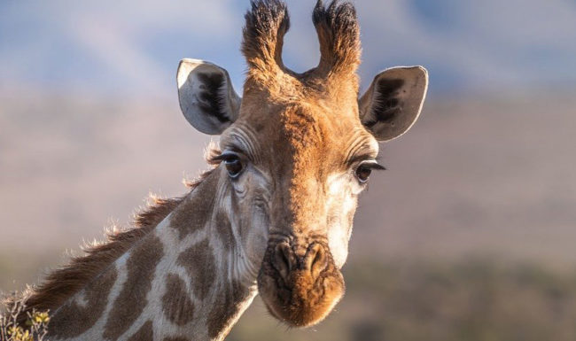 Species Risk Assessment: Giraffe