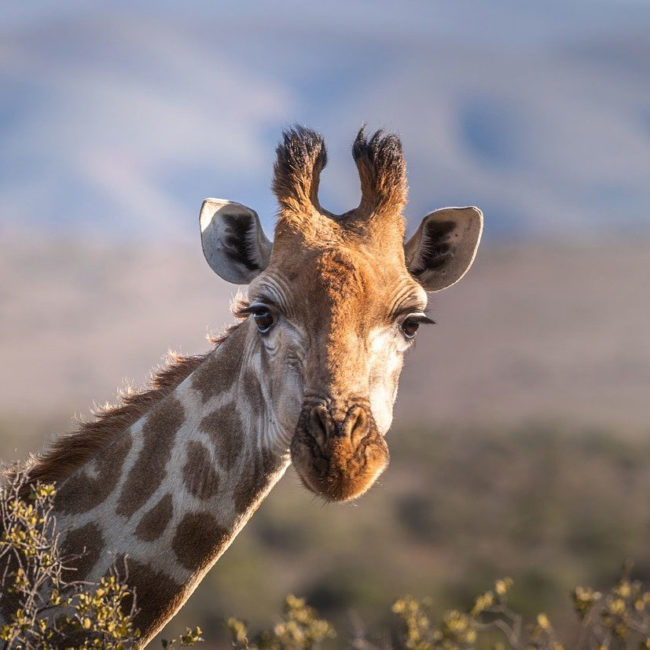 Species Risk Assessment: Giraffe