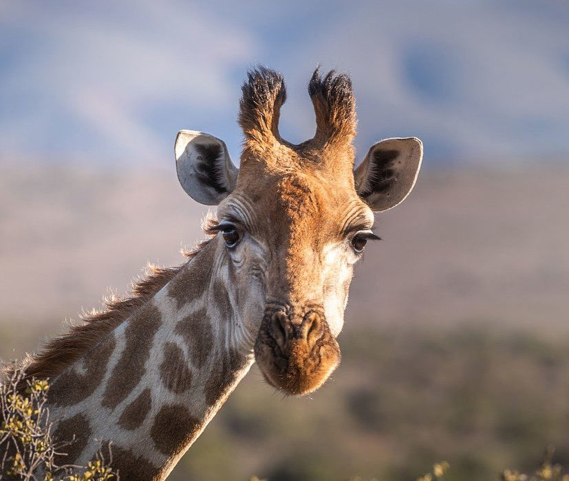 Species Risk Assessment: Giraffe