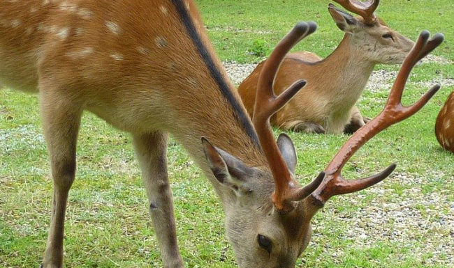 Submission: Proposed Amendments to the Nature Conservation (Deer Farming) Regulations 2021