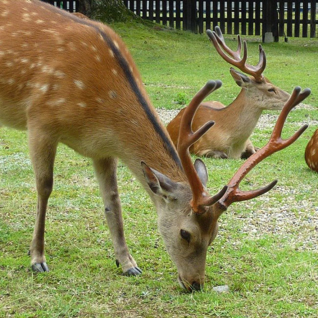 Submission: Proposed Amendments to the Nature Conservation (Deer Farming) Regulations 2021