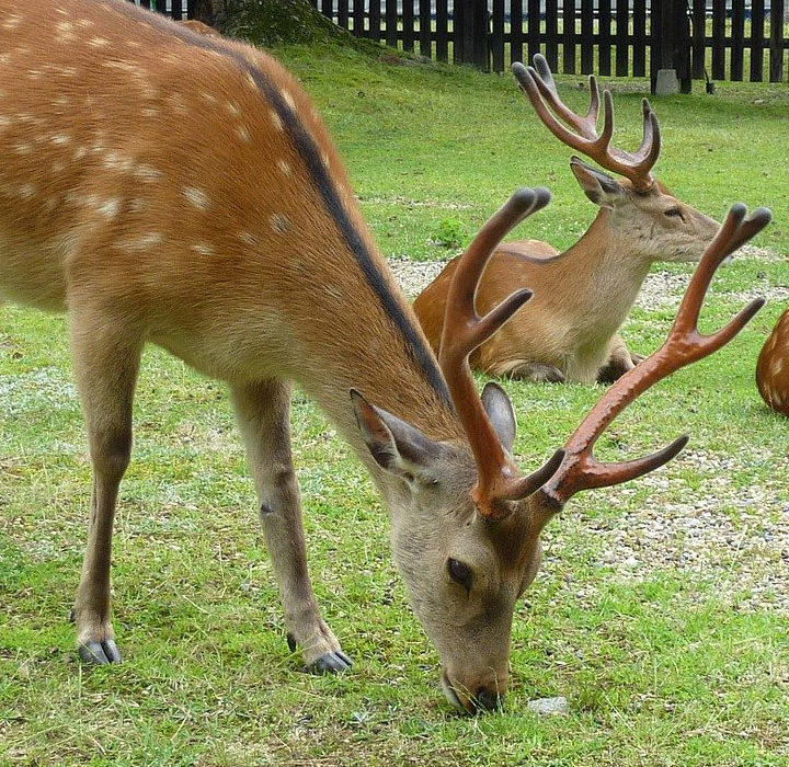 Submission: Proposed Amendments to the Nature Conservation (Deer Farming) Regulations 2021