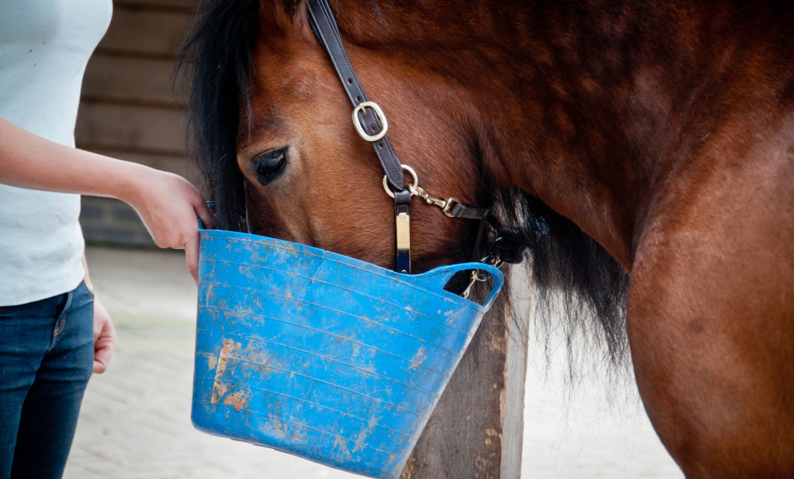 Feeding ponies