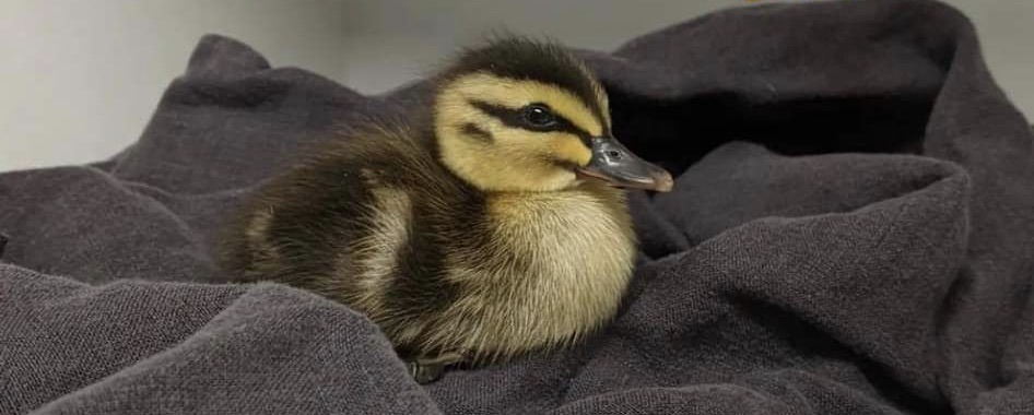 How to respond and care for ducklings in need