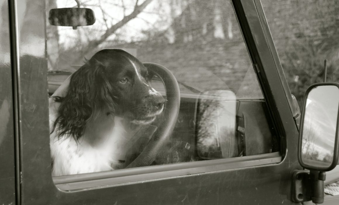 Dogs can die in just six minutes in hot car