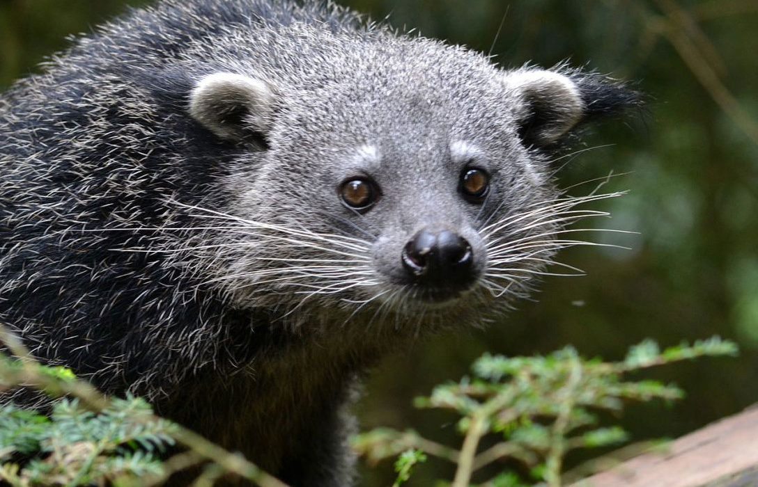 Species Risk Assessment: Binturong (Arctictis binturong)