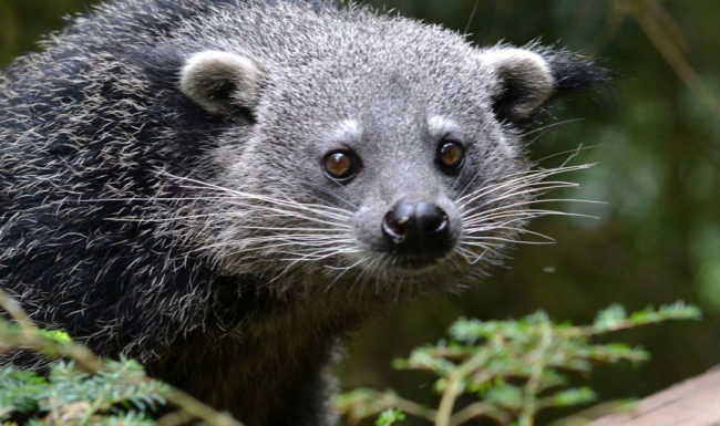 Species Risk Assessment: Binturong (Arctictis binturong)