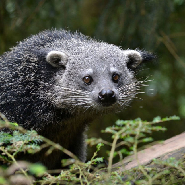 Species Risk Assessment: Binturong (Arctictis binturong)