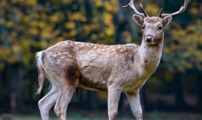 Draft National Feral Deer Action Plan