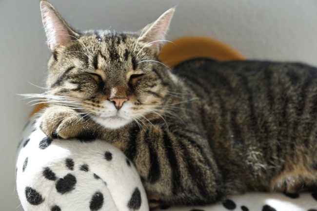 Keeping your cat safe and happy at home