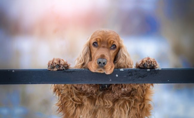 Some advice on caring for your dog