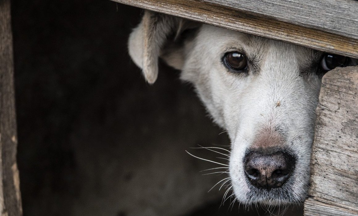 Keeping your animals safe during fireworks and thunderstorms