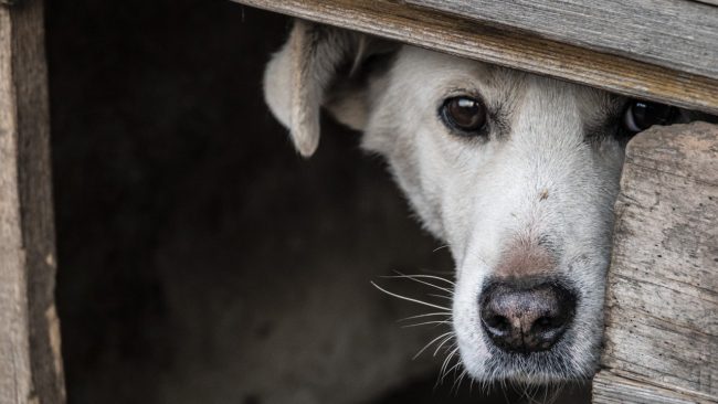 Keeping your animals safe during fireworks and thunderstorms