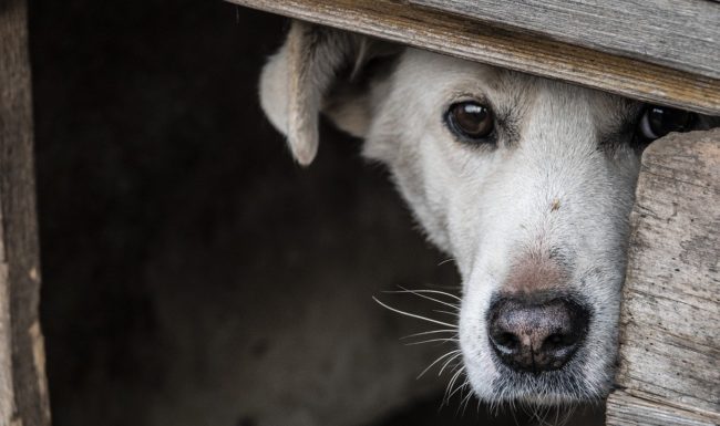 Keeping your animals safe during fireworks and thunderstorms