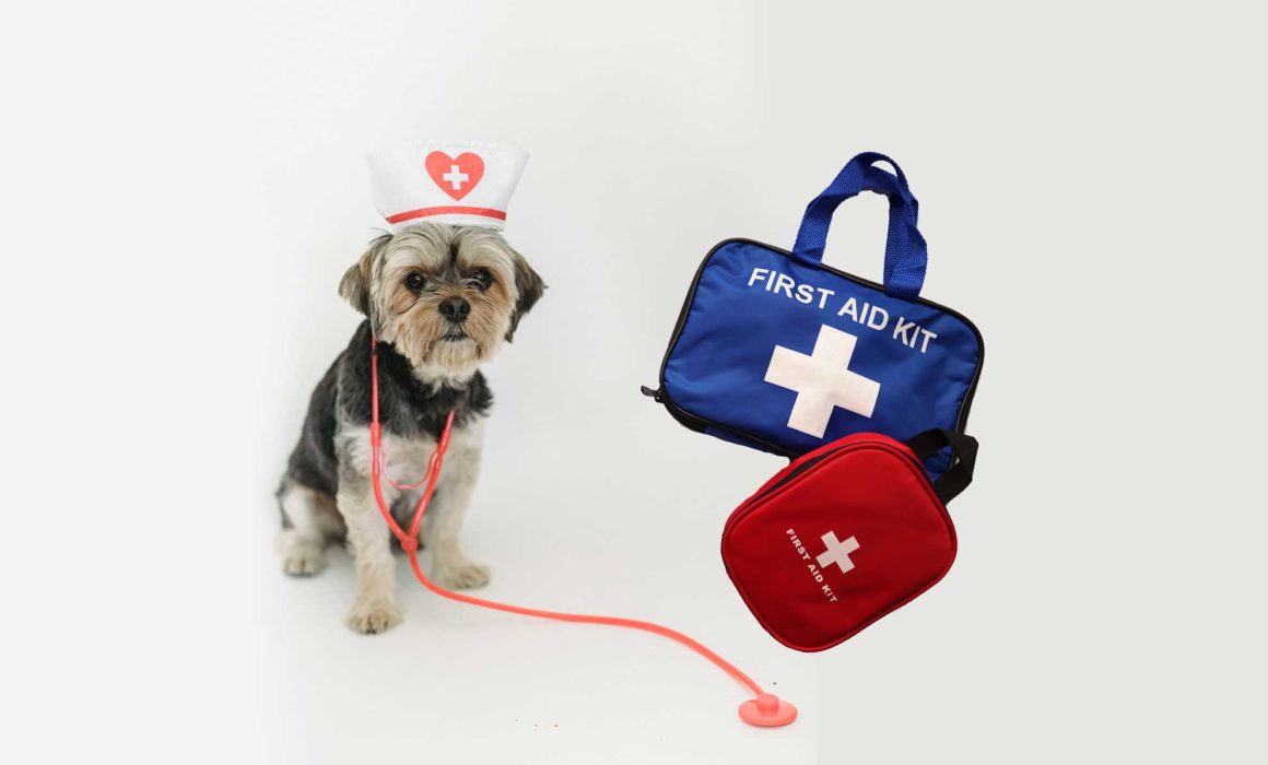 Dog First Aid