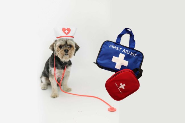 Dog First Aid
