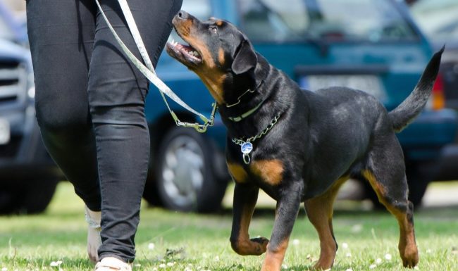 What is the RSPCA's view on dominance dog training?