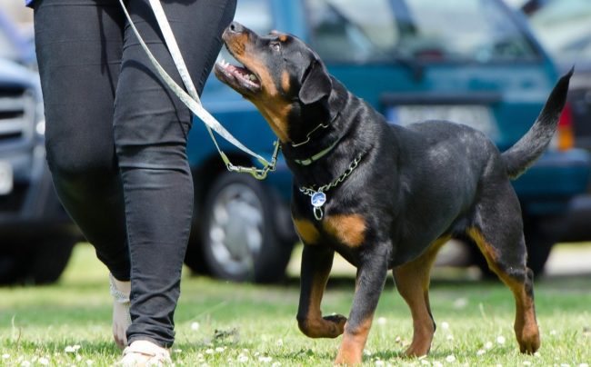 What is the RSPCA's view on dominance dog training?