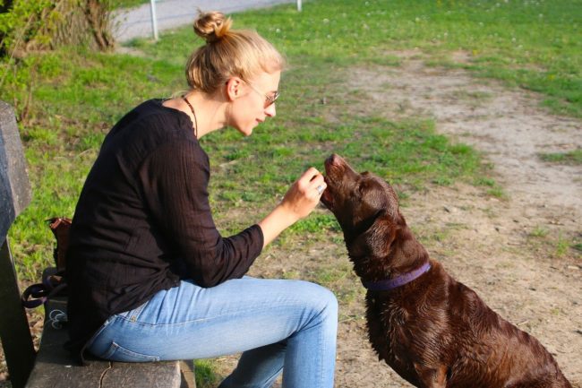 Reward-based training