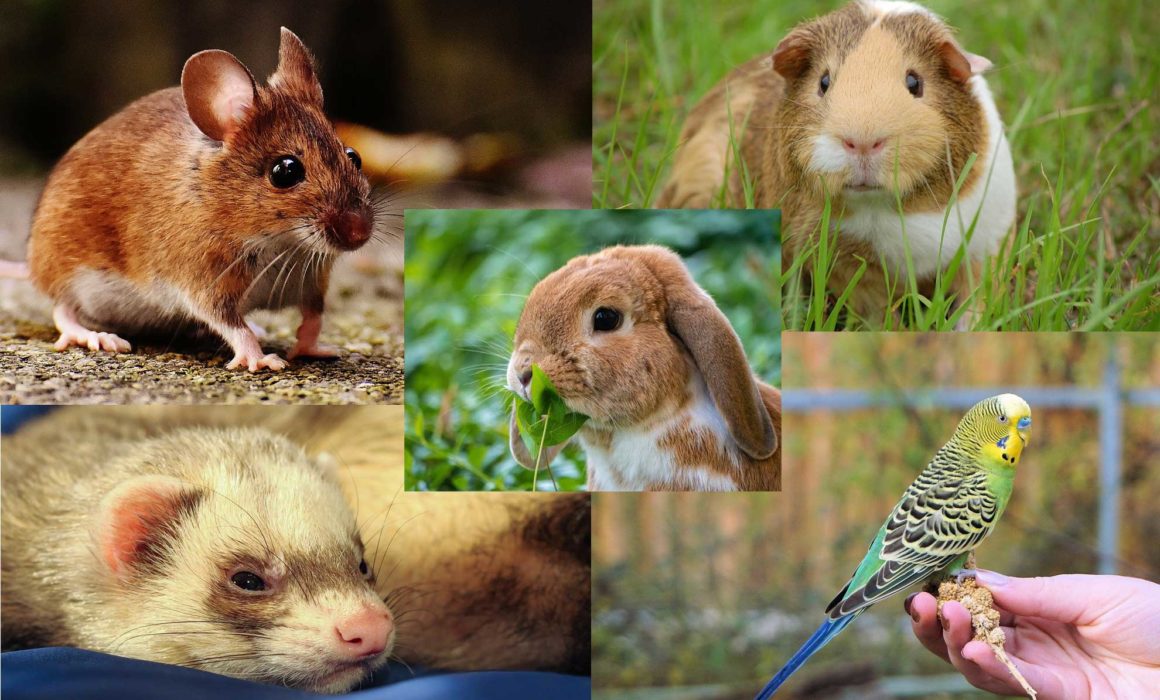 RSPCA - Adopting Other Animals