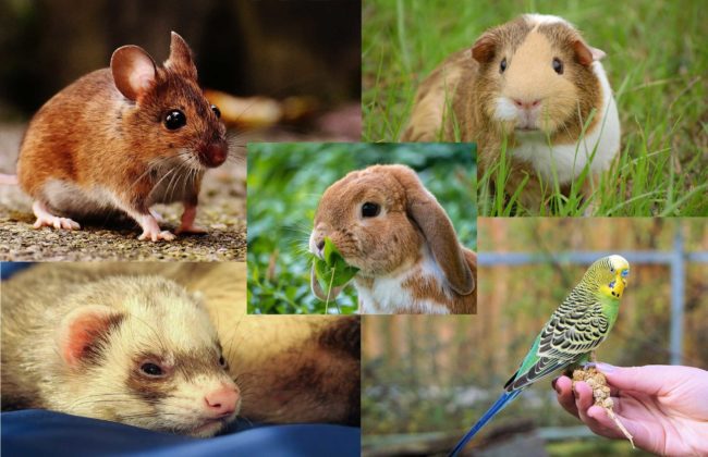 RSPCA - Adopting Other Animals