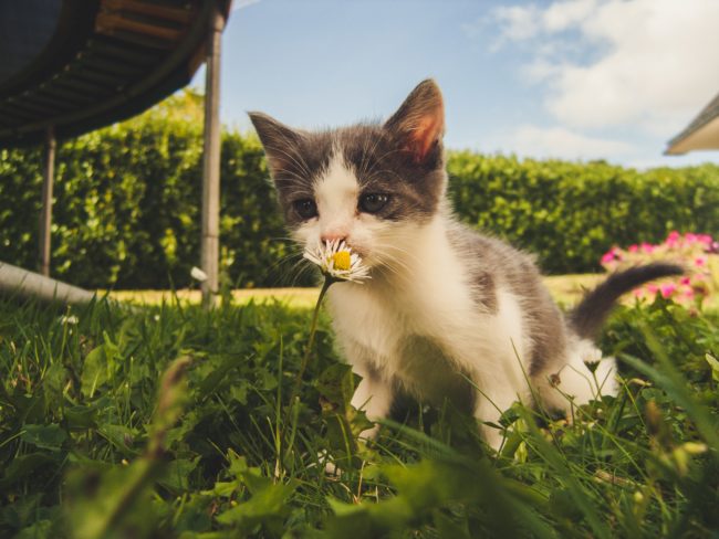 Your Cat and the Law