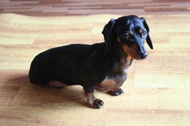 House training your dog