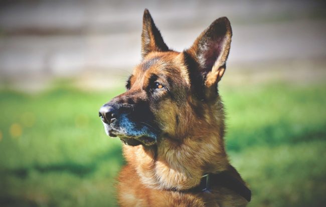 House training your dog