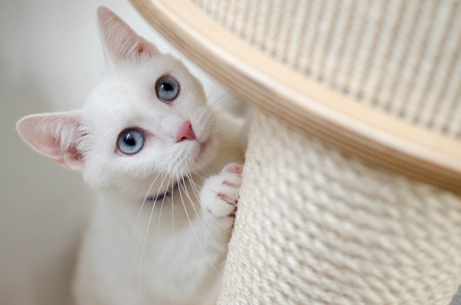 Cats and Scratching