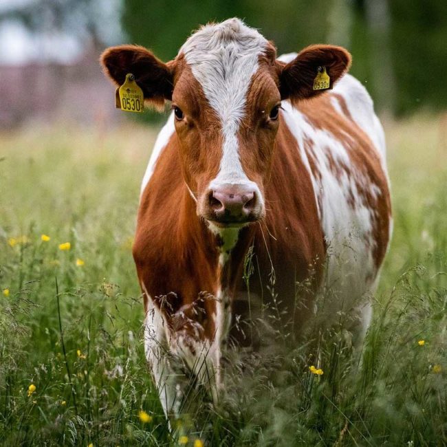 RSPCA Cattle Management