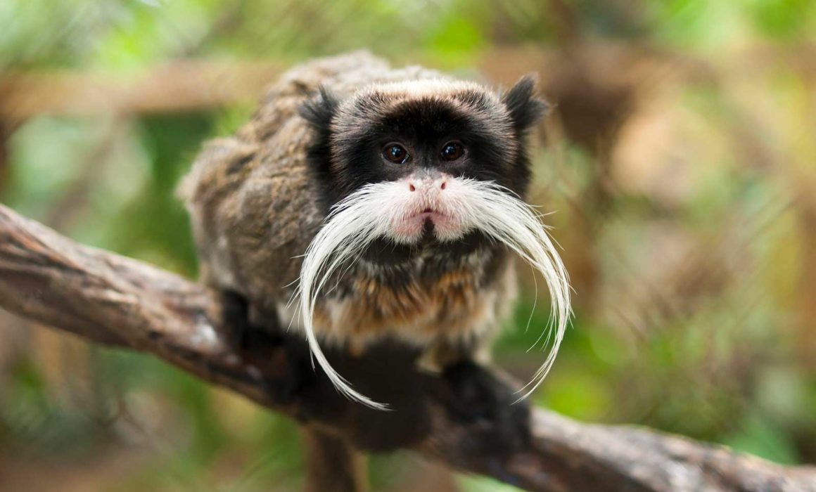 SPECIES RISK ASSESSMENT: EMPEROR TAMARIN (SAGUINUS IMPERATOR)