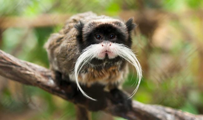 SPECIES RISK ASSESSMENT: EMPEROR TAMARIN (SAGUINUS IMPERATOR)