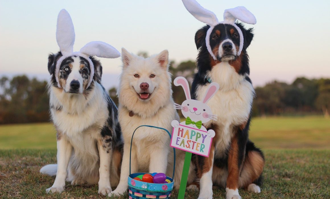 Tips for a fun and safe Easter with your pet