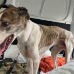 Former Greyhound Trainer, Dean Barwick, Pleads Guilty to Animal Cruelty