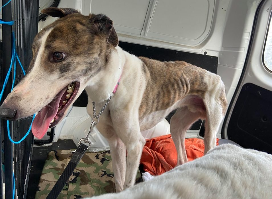 Former Greyhound Trainer, Dean Barwick, Pleads Guilty to Animal Cruelty