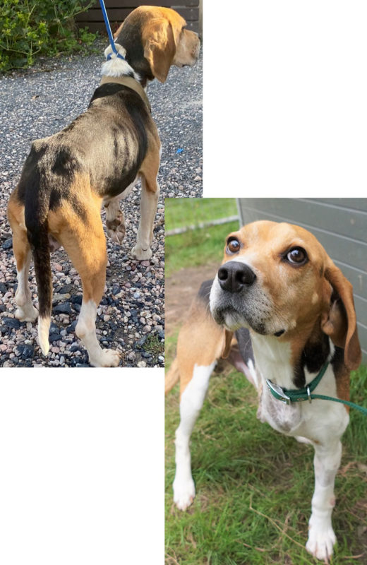 RSPCA Tasmania – Become a regular donor today and help dogs like Bingo. RSPCA Tasmania - Become a regular donor today and help dogs like Bingo.