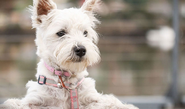 Million Paws Walk 2022
