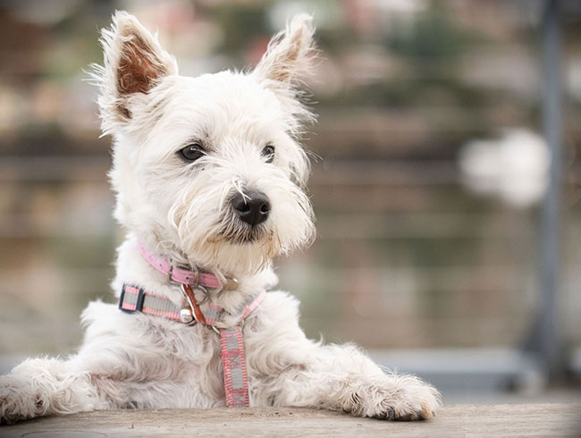 Million Paws Walk 2022