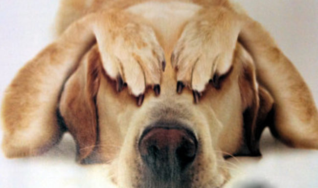 RSPCA Tasmania Fireworks survival guide for pet owners