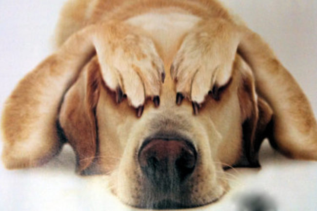 RSPCA Tasmania Fireworks survival guide for pet owners