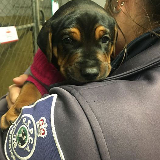 RSPCA Tasmania – Donations to keep RSPCA Inspectors on the road RSPCA Tasmania - Donations to keep RSPCA Inspectors on the road