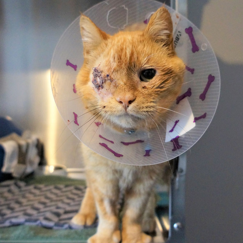 RSPCA Tasmania – Donations for Vet Care RSPCA Tasmania - Donations for Vet Care