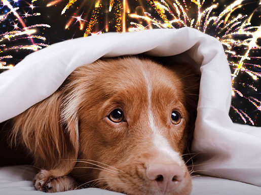 RSPCA Tasmania Fireworks survival guide for pet owners