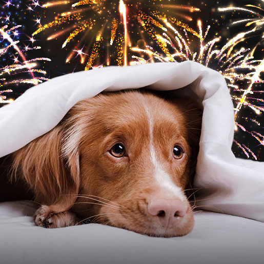 RSPCA Tasmania Fireworks survival guide for pet owners