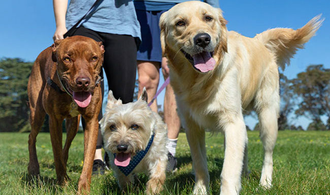 Million Paws Walk 2022